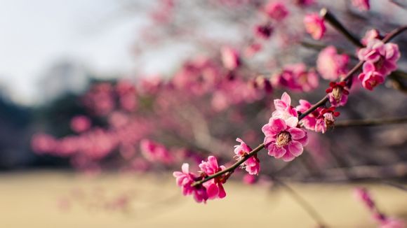 羽生结弦天天向上那期，羽生结弦上过天天向上吗